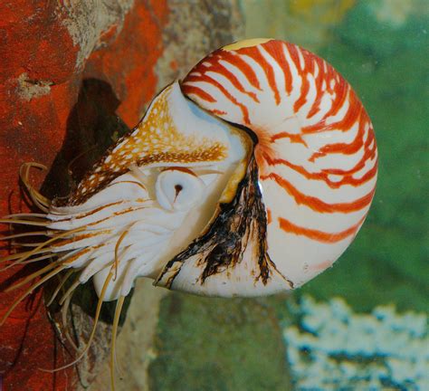 Nautilus Marine .